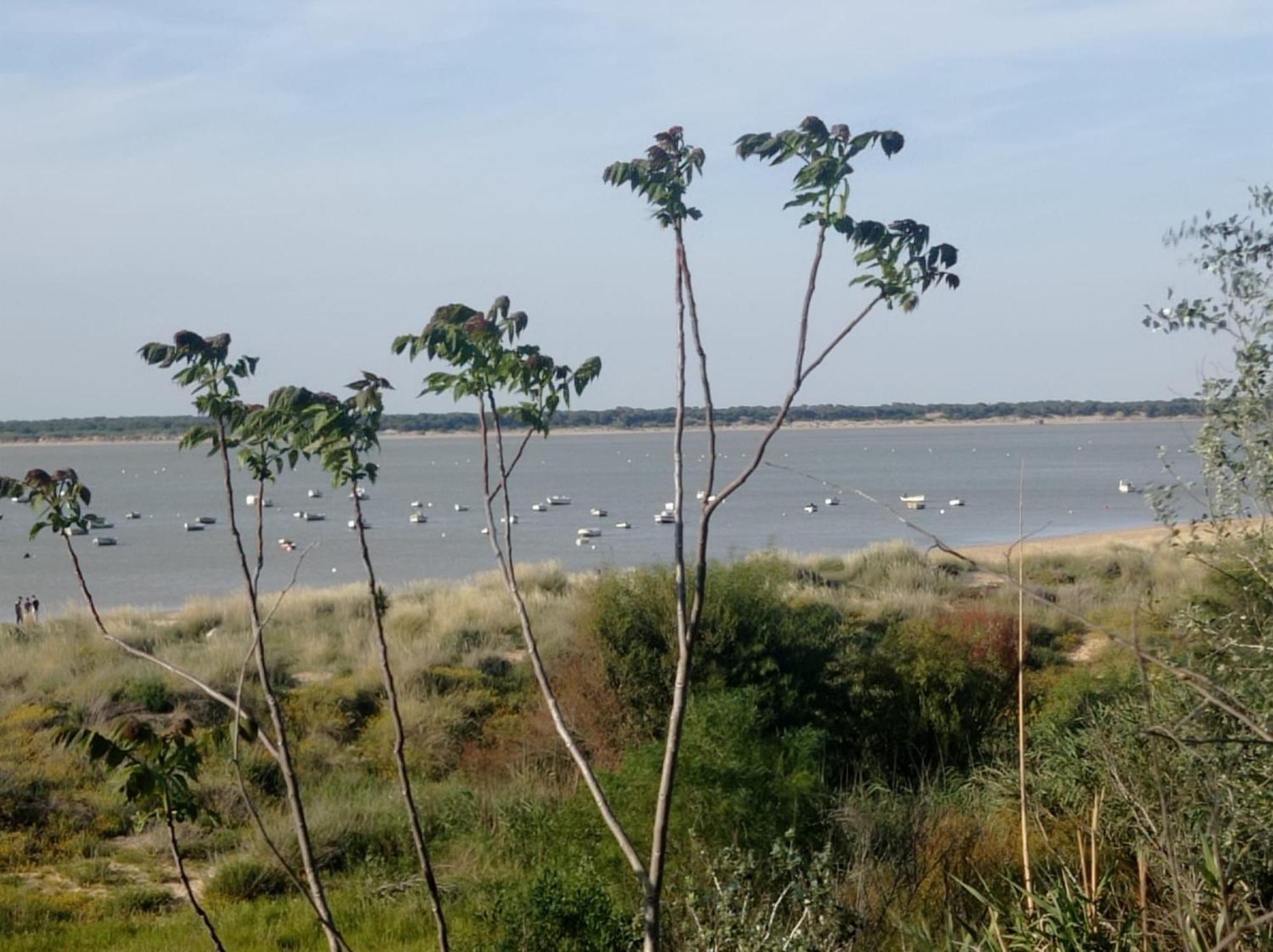 Apartamento Crucero 2, La Jara Sanlucar de Barrameda Bagian luar foto